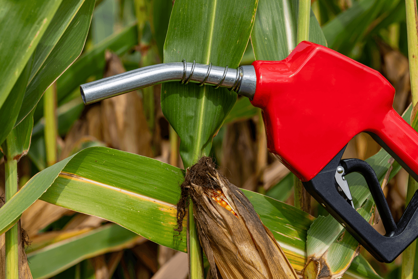 Spirits High: Ethanol Interest is Soaring with Expanded Applications and New Low CI Production Routes 