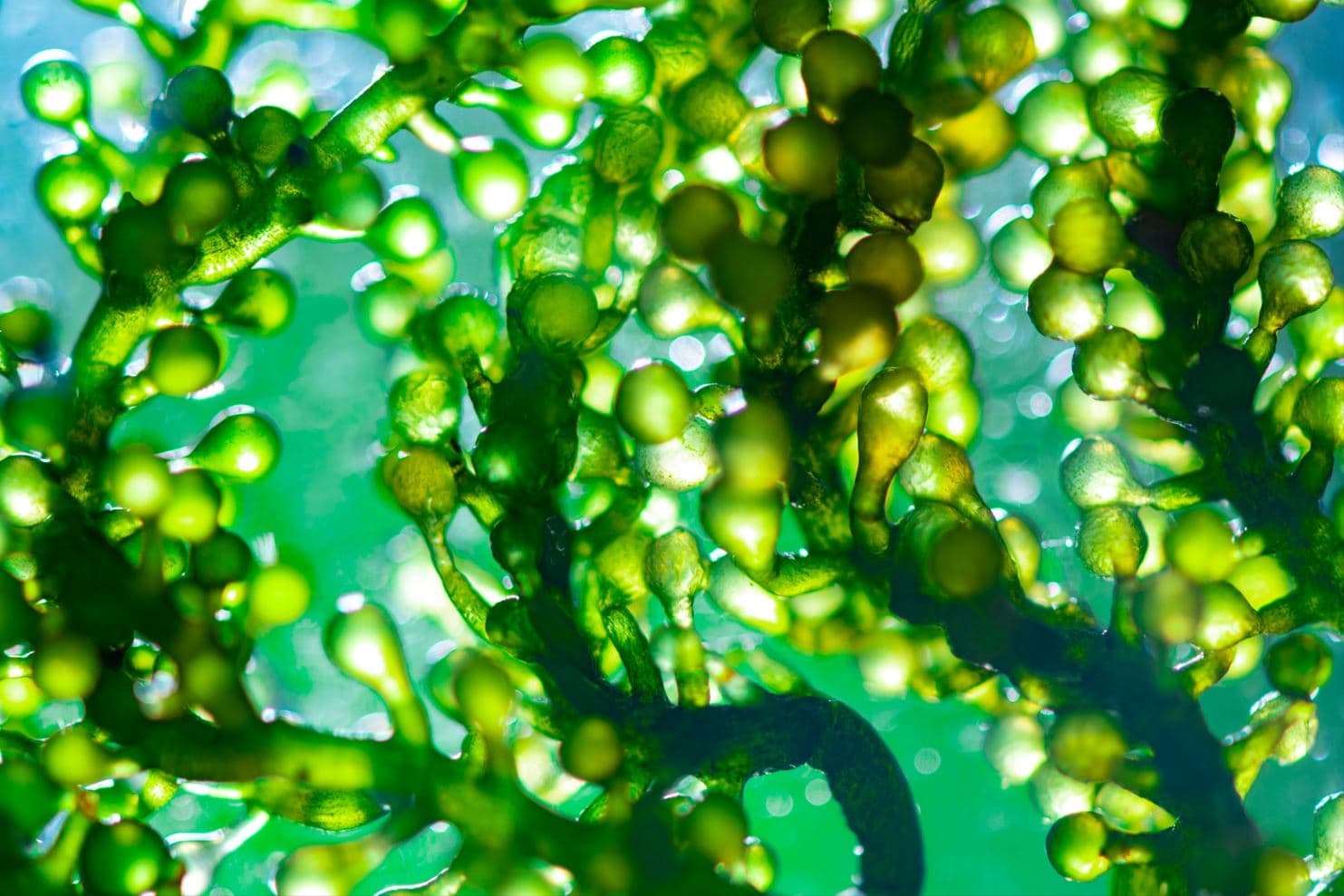 NexantECA - Algae’s potential as a sustainable feedstock/product