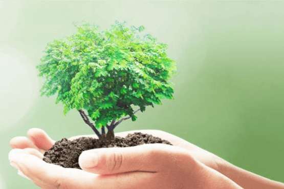 Renewable Methanol